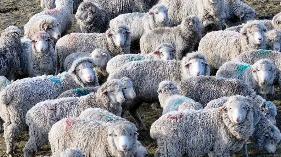 Flock of El Argentinian sheep