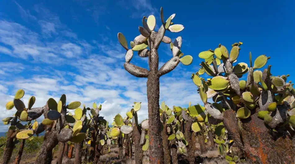 Fauna on Floreana Island, Galapagos