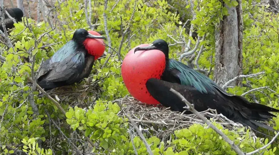 two Frigate Birds with their red chests puffed up