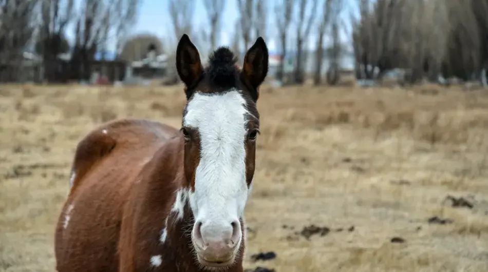 Close up of Argentinian horse