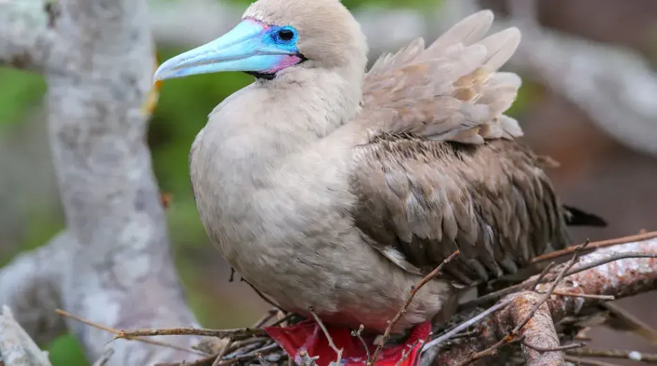 Galapagos Islands Red-Footed Booby
