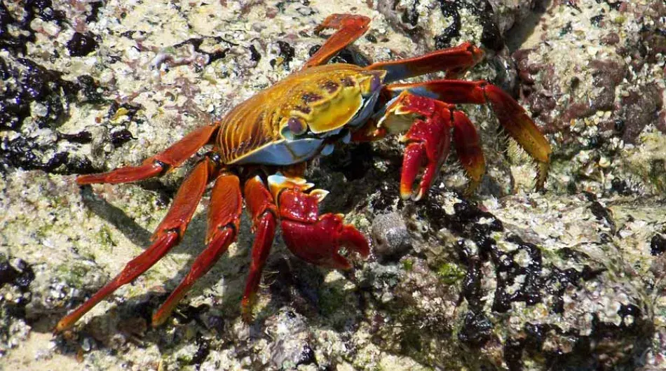 Galapagos Islands Sally Lightfoot Crab