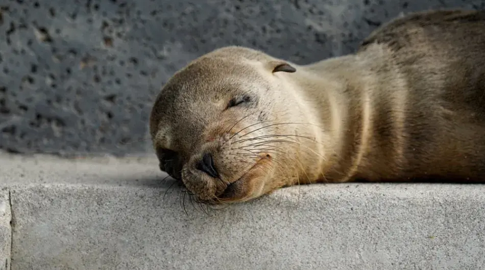 Close up of Sea Lion sleeping