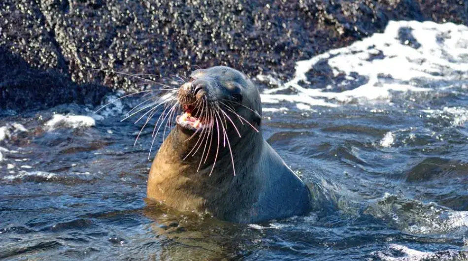Galapagos Islands Sea Lion in water