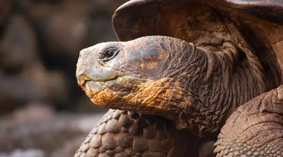 Close up of Galapagos Islands Giant Tortoise 