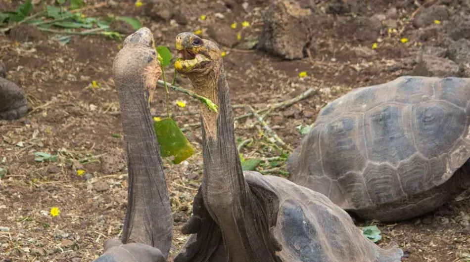 Two Tortoises with necks extended