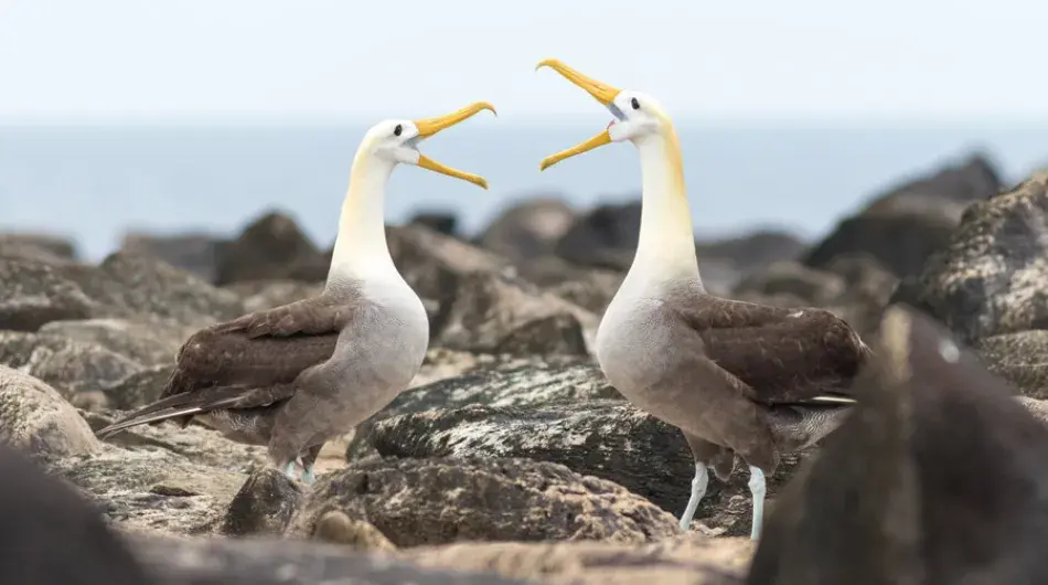 Two Waved Albatrosses on rocky shoreline of Galapagos Islands