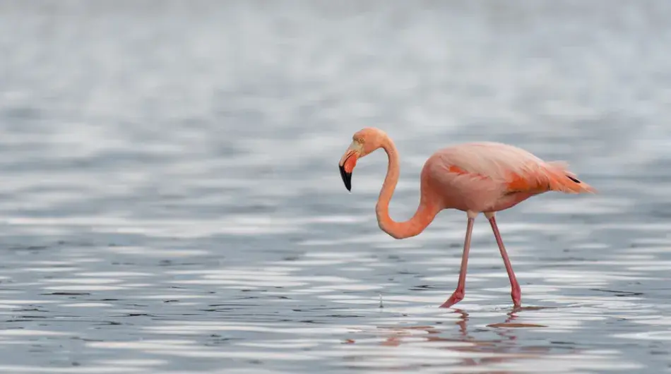 Flamingo standing in water in the Galapagos Islands