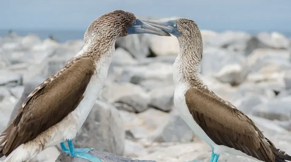 Blue footed booby in Galapagos Islands