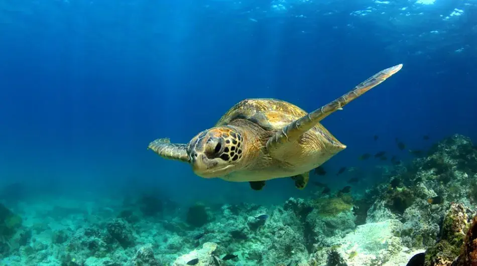 Turtle cruising Galapagos reef