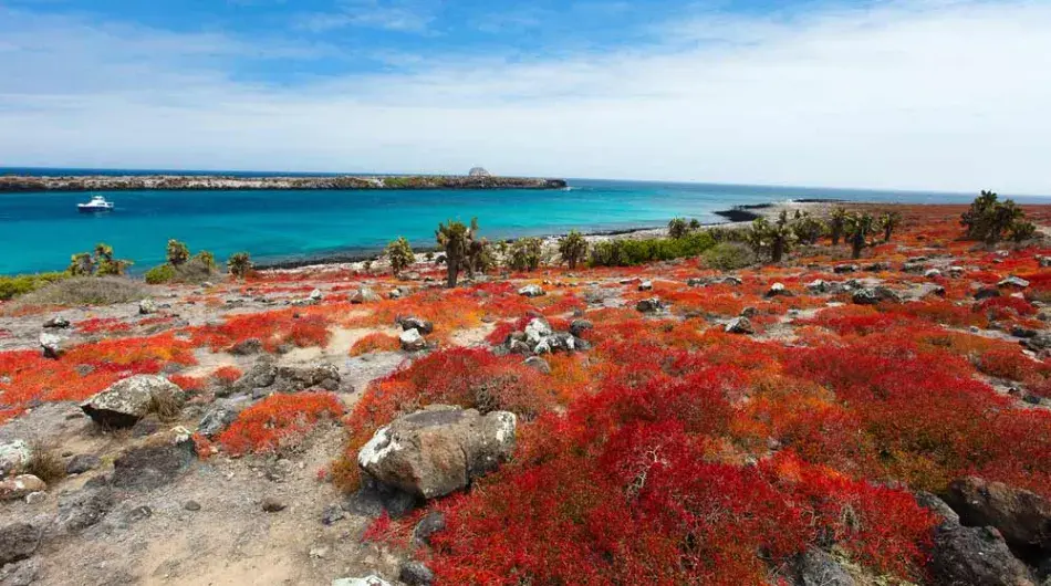Galapagos Islands red flora
