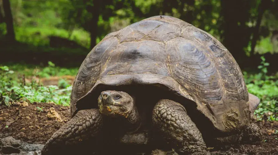 Galapagos tortoise