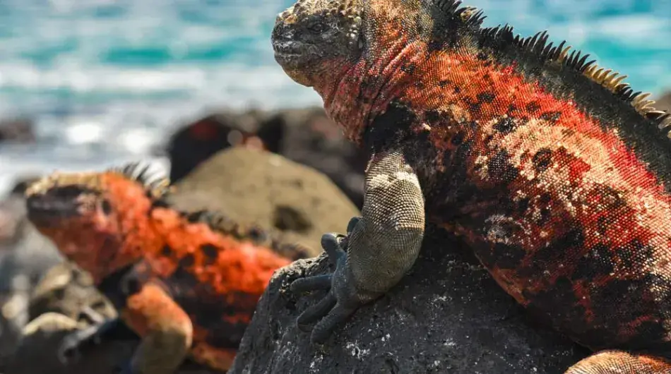 Two Iguanas sitting on lava rocks in the Galapagos Islands