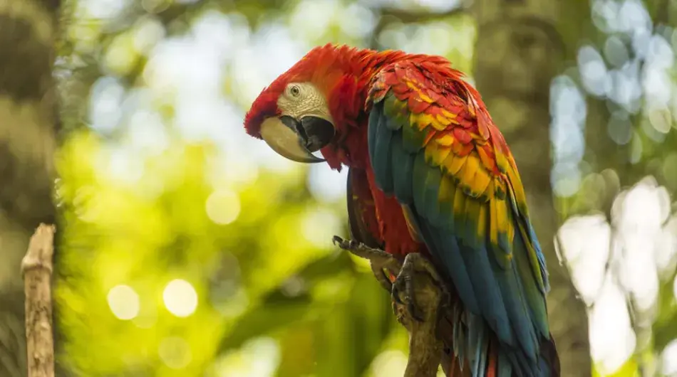 Amazon River birdlife