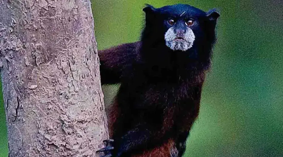 Close up of Amazon monkey