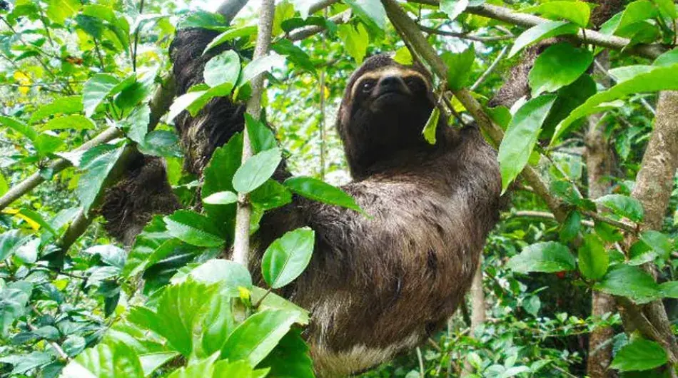 Sloth in tree in the Amazon 