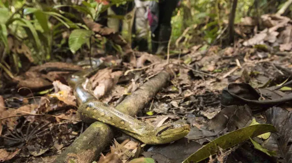 Amazon Anaconda