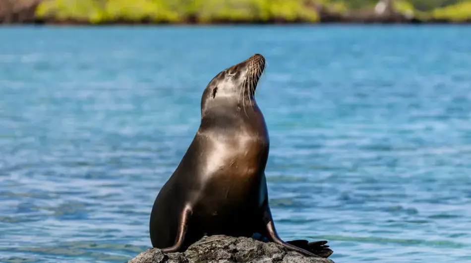 Sea lion sitting on rock in the Galapagos Islands