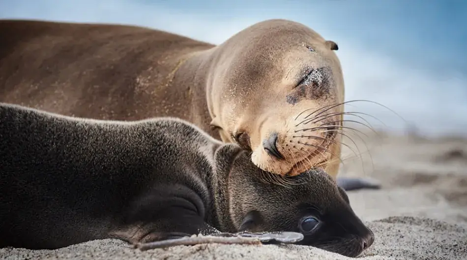 Sealions mum and pup, Galapagos Islands