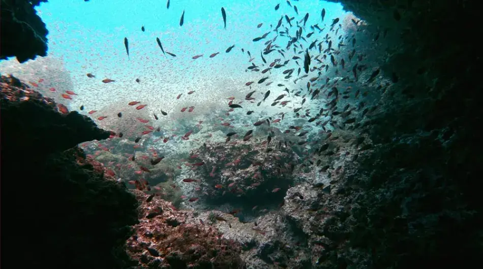Underwater view of the Galapagos Islands