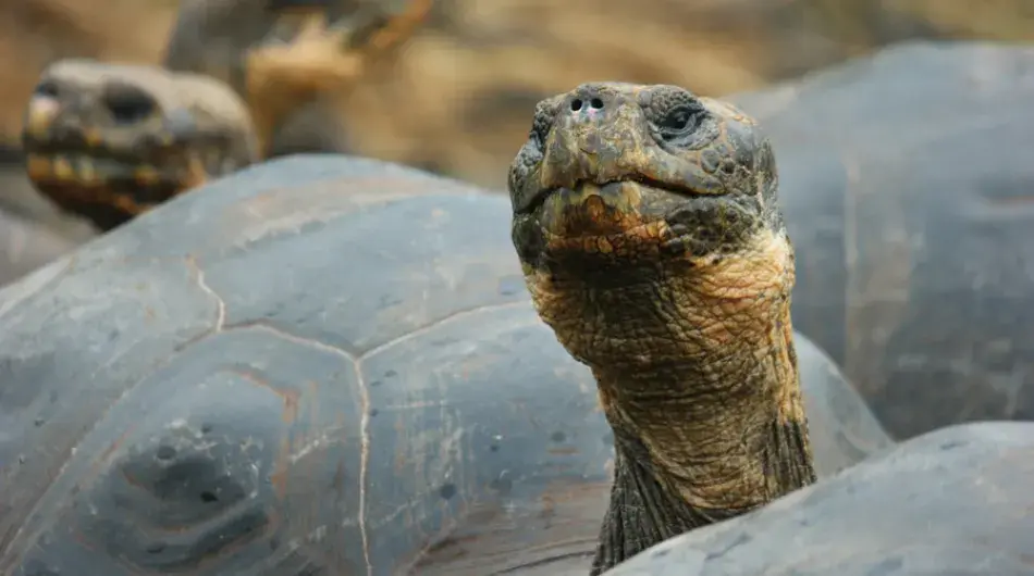 Close up of Tortoise in the Galapagos Islands