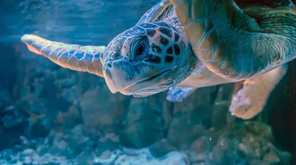 Close up of Turtle swimming in the Galapagos Islands