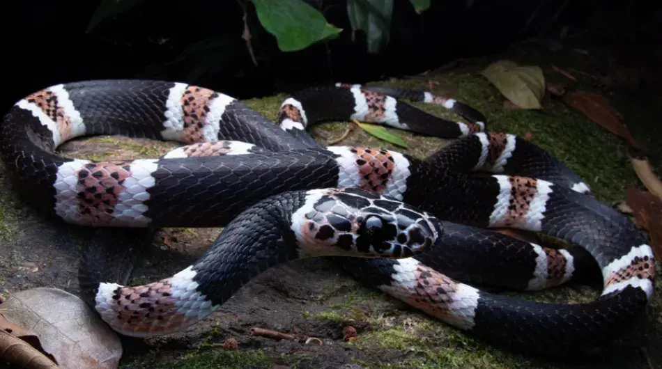 Peruvian Amazon snake