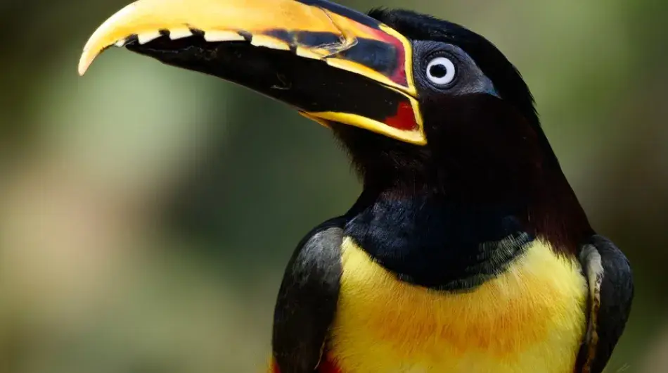 Peruvian Amazon bird