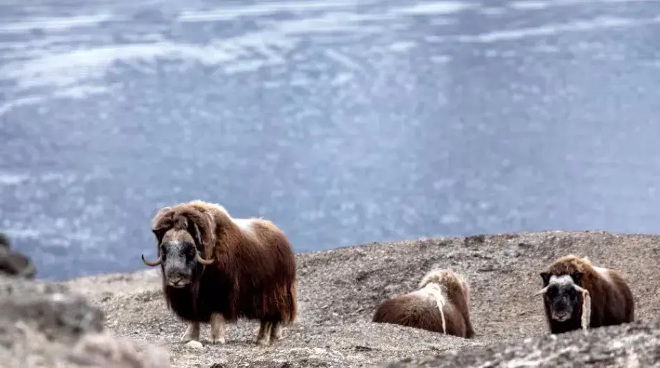 Quark Musk Ox