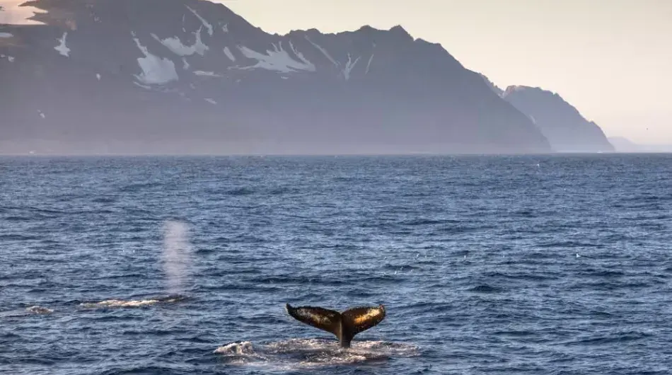 Quark Humpback whales