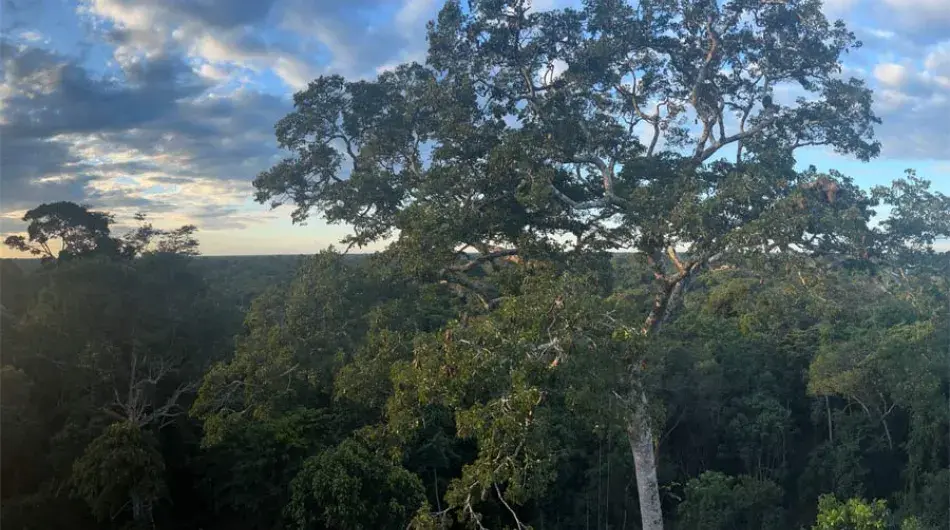 Tambopata Research Centre canopy tower view