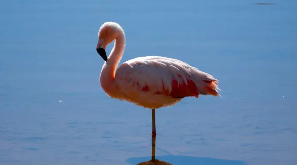 Flamingo standing in water in the Atacama Desert
