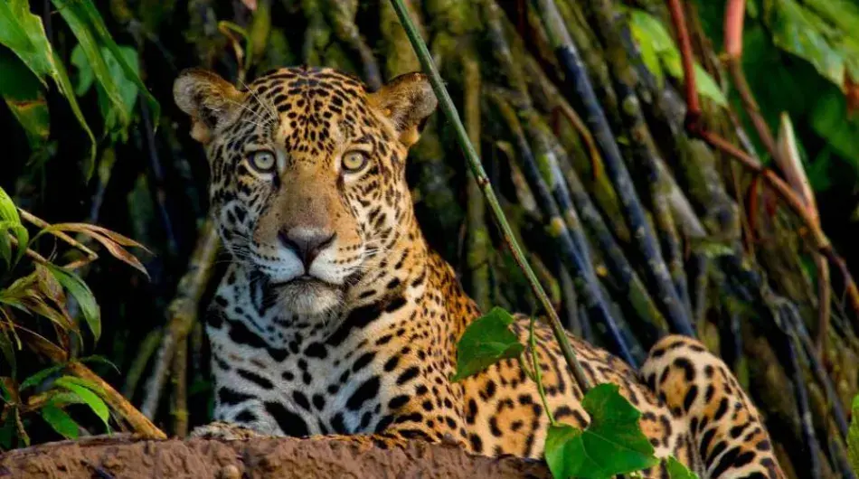 Jaguar sitting on a rock, Peruvian Amazon