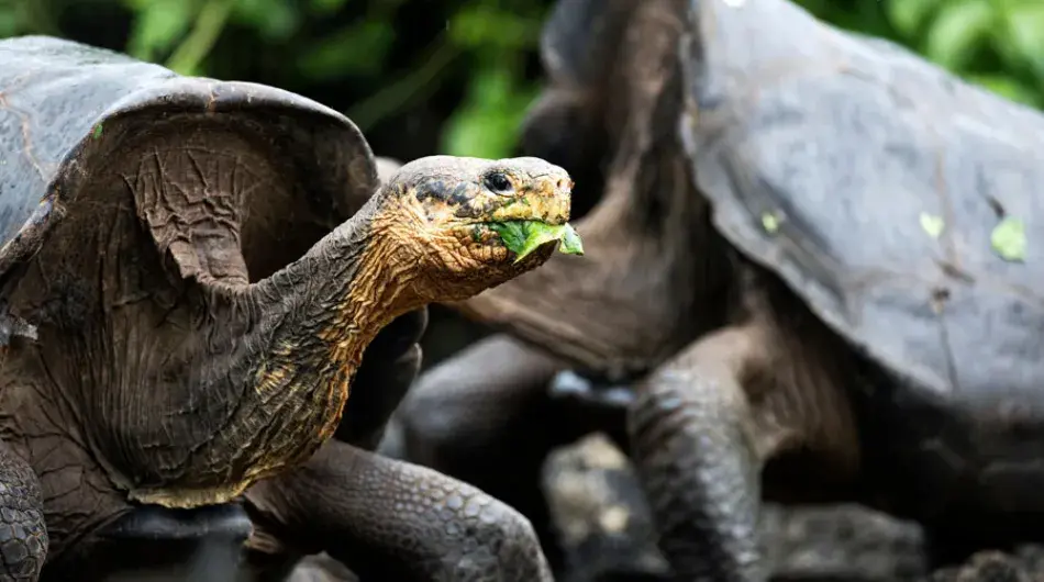 Galapagos Islands Tortoise