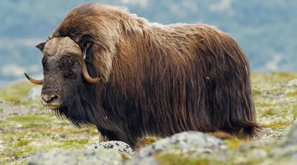 Close up of an arctic musk ox