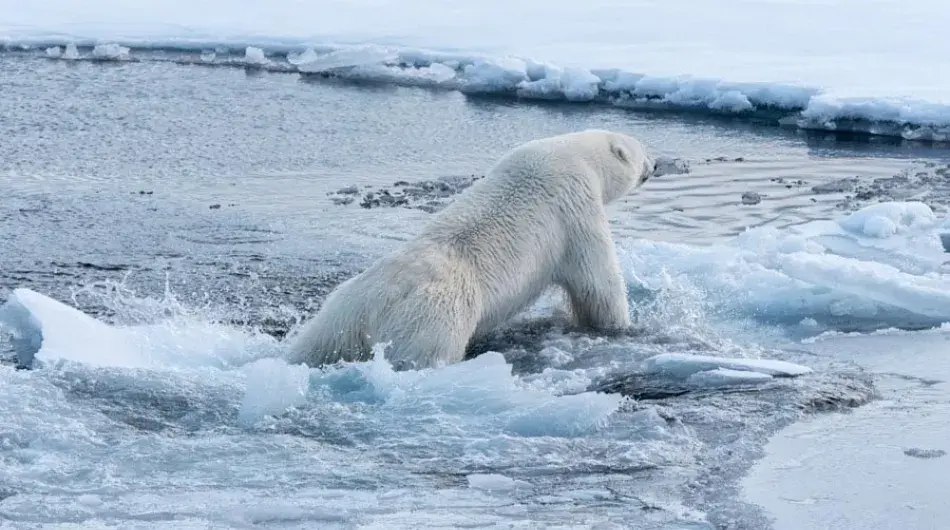Polar Bear climbing onto the ice