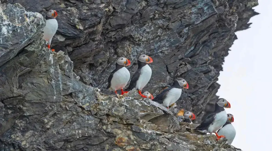 Three Puffins sitting on the Rocks in Svalbard
