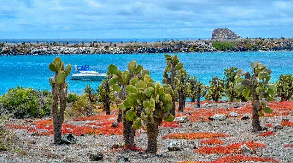 South Plaza, Galapagos cactuses