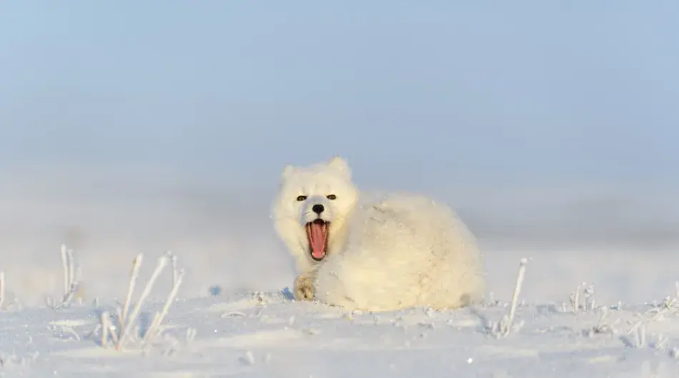 Arctic Fox, Iceland