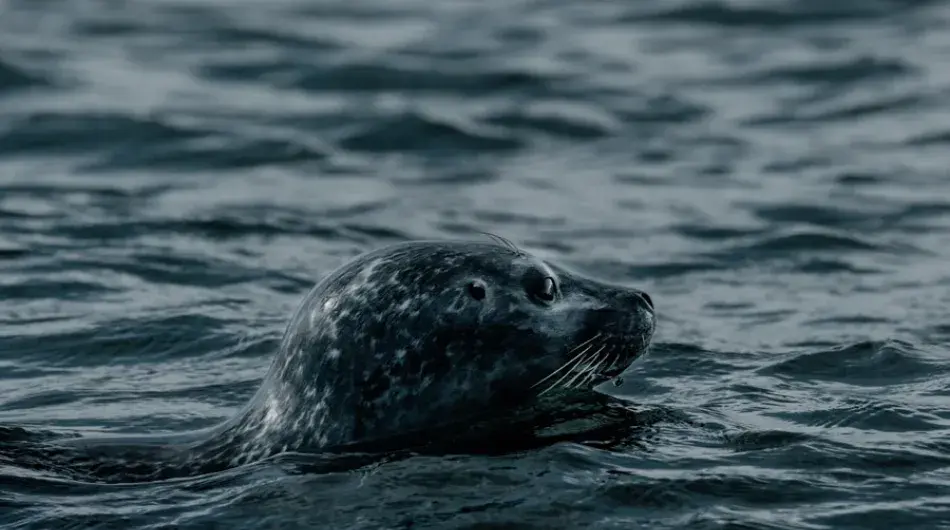 Harbor Seal, Iceland