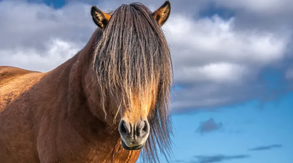 Icelandic Pony