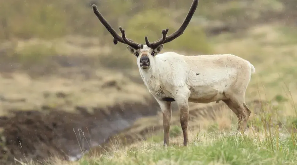 Reindeer, Iceland