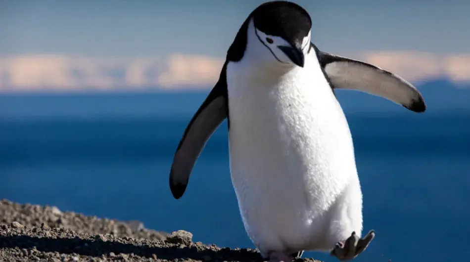 Chinstrap Penguin Antarctica
