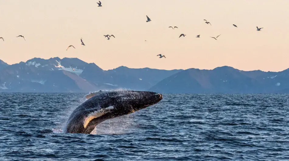Arctic whale jumping out of the water with birds in the sky
