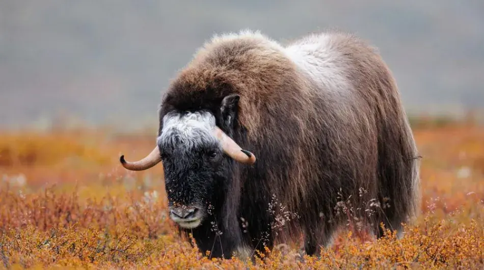 Close up Musk Ox grazing