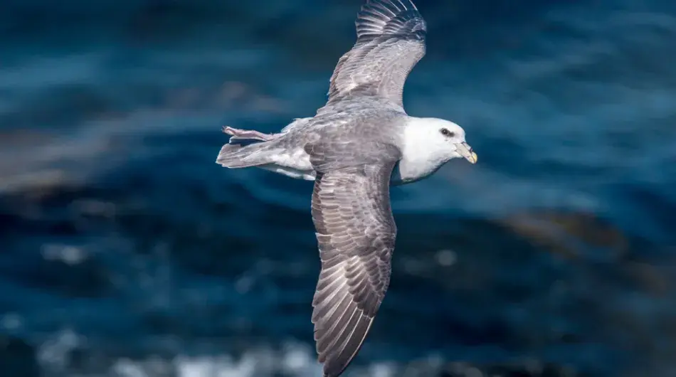 Northern Fulmar mid flight over the Arctic Ocean