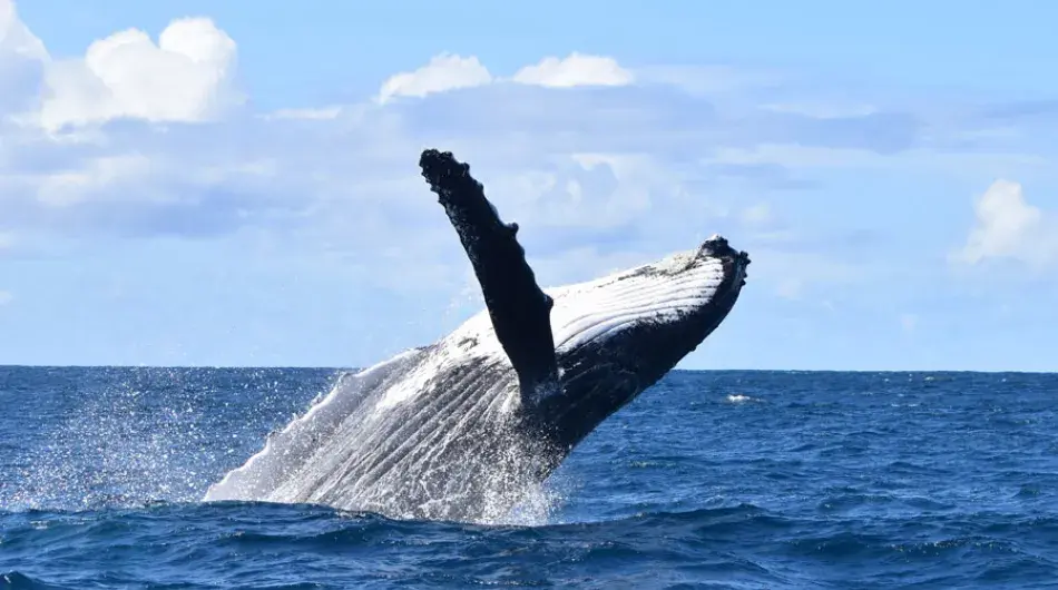 Whale breaching in the Arctic ocean 