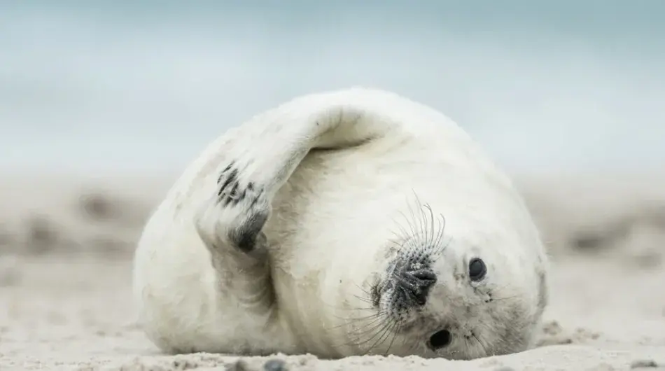 Seal lying around in Spitsbergen