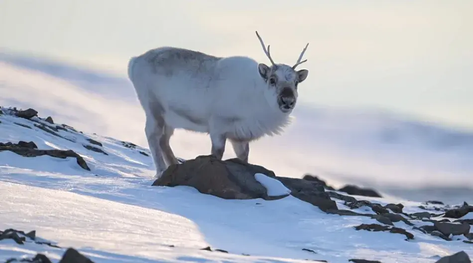 Svalbard Reindeer on snow covered rocky hillside in the Arctic