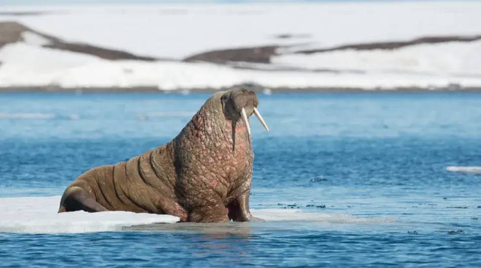 Single Walrus in the edge of an iceberg just below water